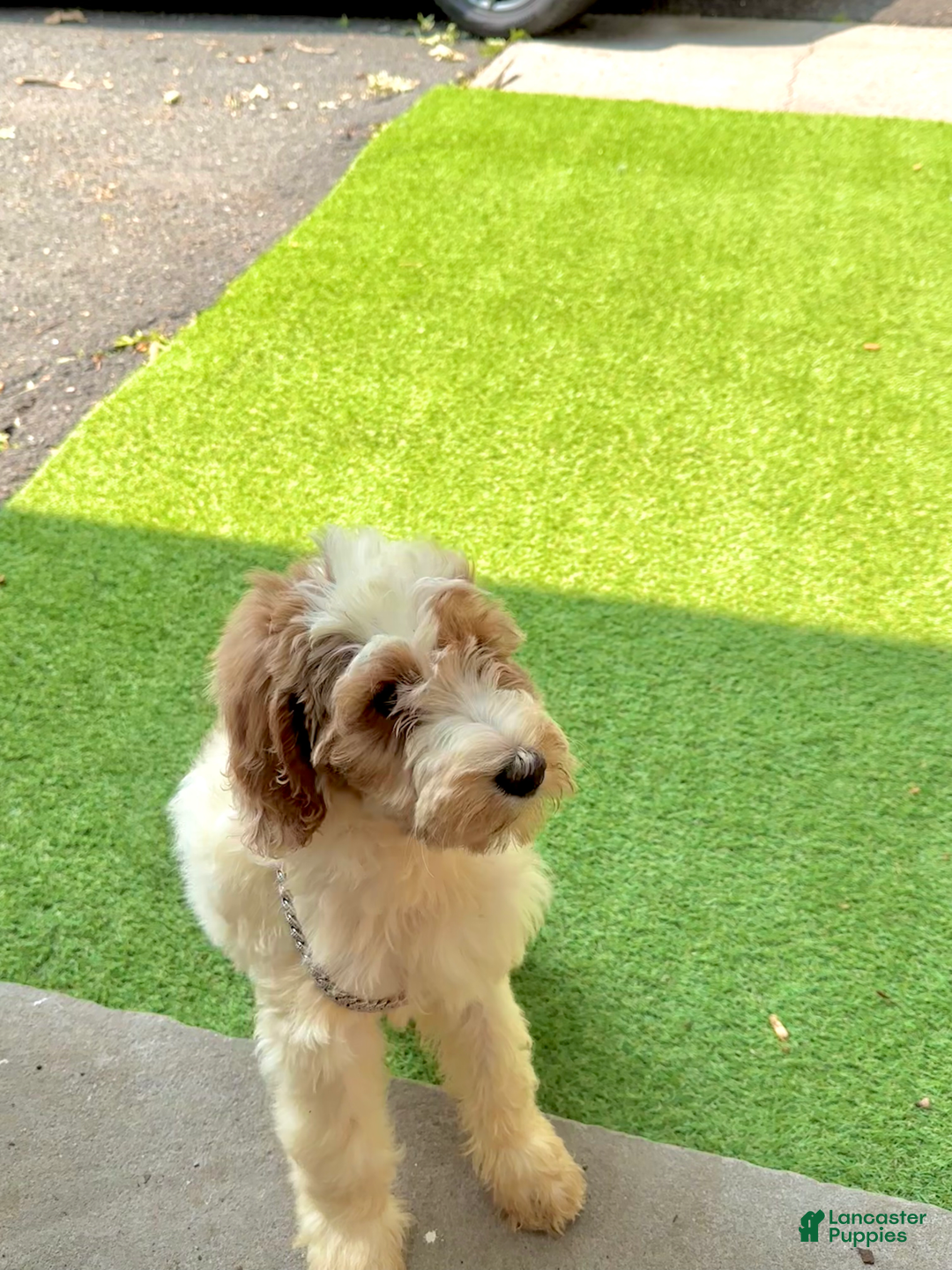 Goldendoodle dogs for sale: Nala - Image 3