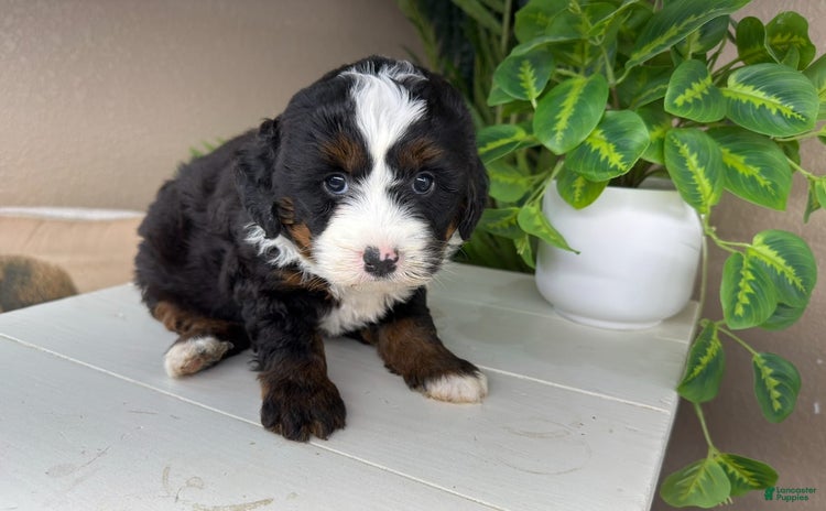 Mini Bernedoodle dogs for sale - Ad 5