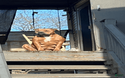 American Bully dogs for sale: Bou - Image 12