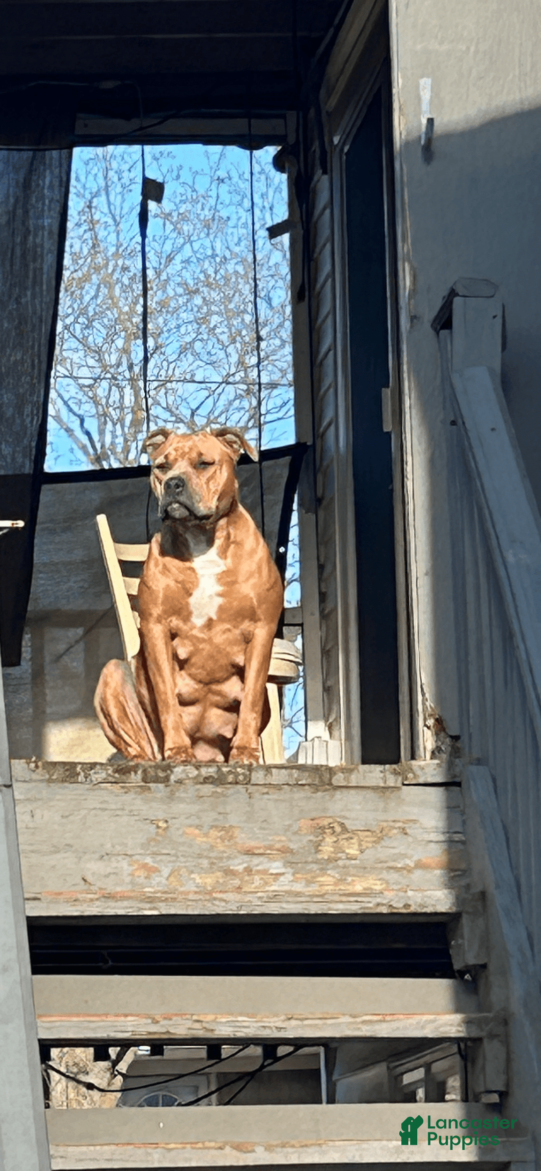 American Bully dogs for sale: Bou - Image 12