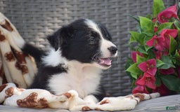 Border Collie dogs for sale: Bella - Image 3