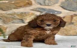 Mini Aussiedoodle dogs for sale: Reece - Image 3