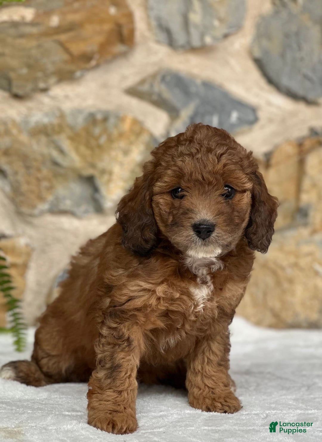 Mini Aussiedoodle dogs for sale: Reece - Image 3