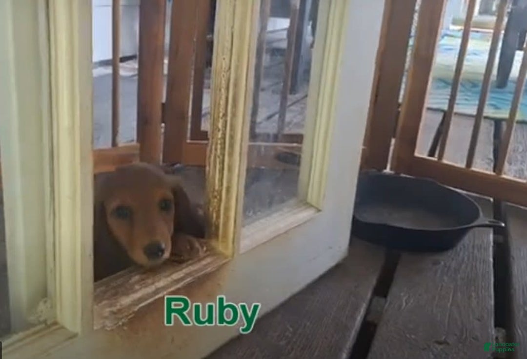 Miniature Dachshund dogs for sale: Ruby - Image 1