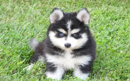 Pomsky dogs for sale: Charlie - Image 9