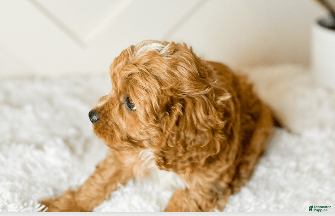 Cavapoo dogs for sale: Hendrix - Image 2