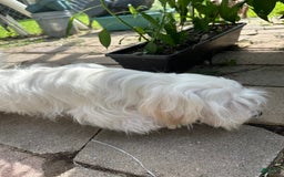 Morkie dogs for sale: Leo - Image 12