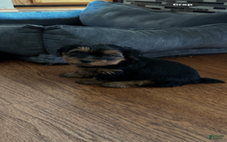 Yorkshire Terrier dogs for sale: Carmens Babyboy Two - Image 1