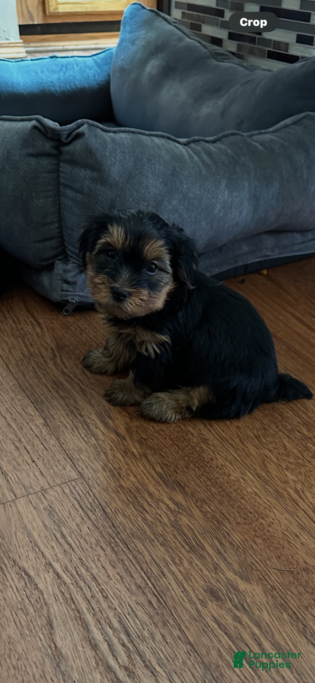 Yorkshire Terrier dogs for sale: Carmens Babyboy Two - Image 1