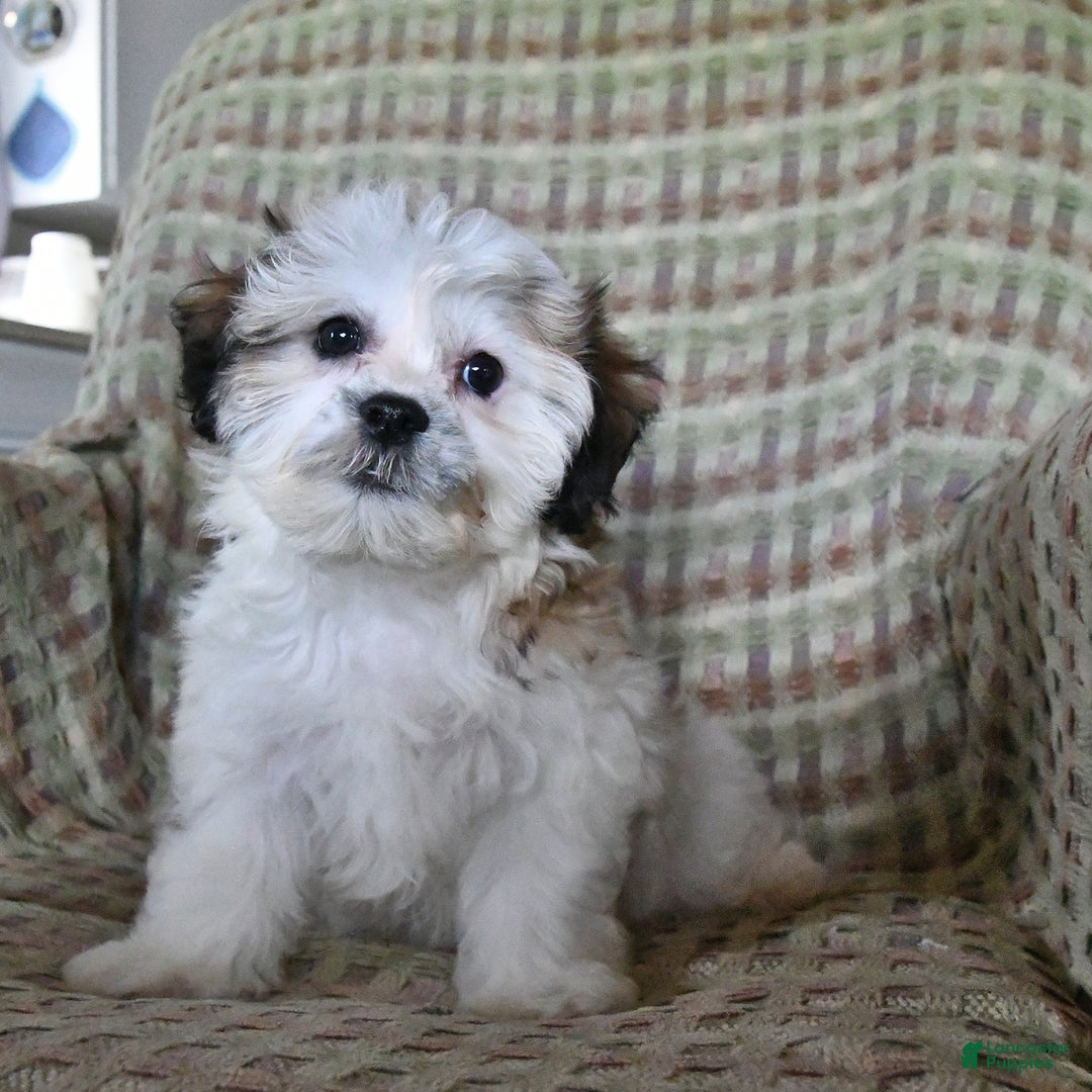 Teddy Bear dogs for sale: Bailey - Image 10