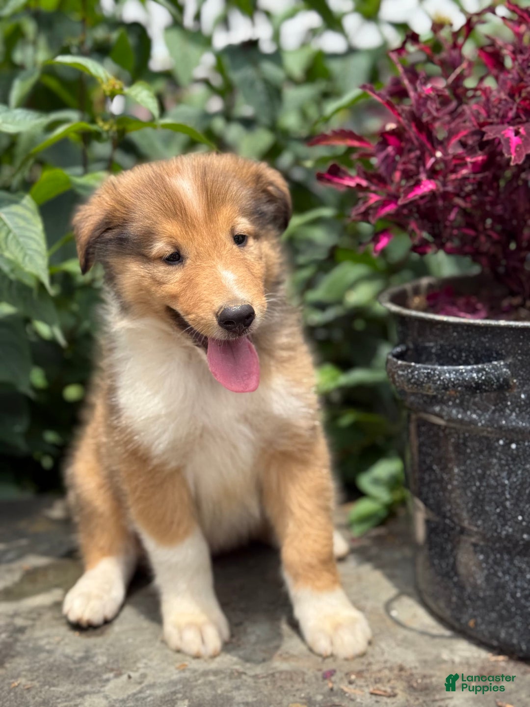 Collie dogs for sale: Alvin - Image 7
