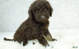 Newfypoo dogs for sale: Hazel F1b - Image 2