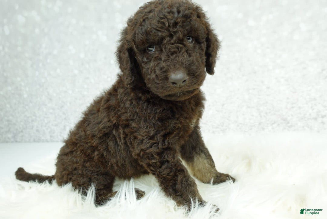Newfypoo dogs for sale: Hazel F1b - Image 2