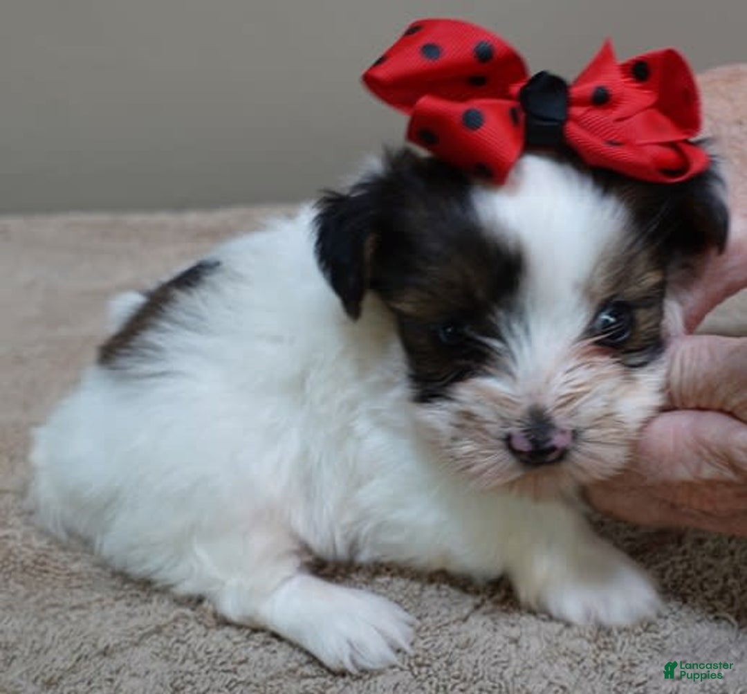 Yorkshire Terrier dogs for sale: Bambi - Image 15