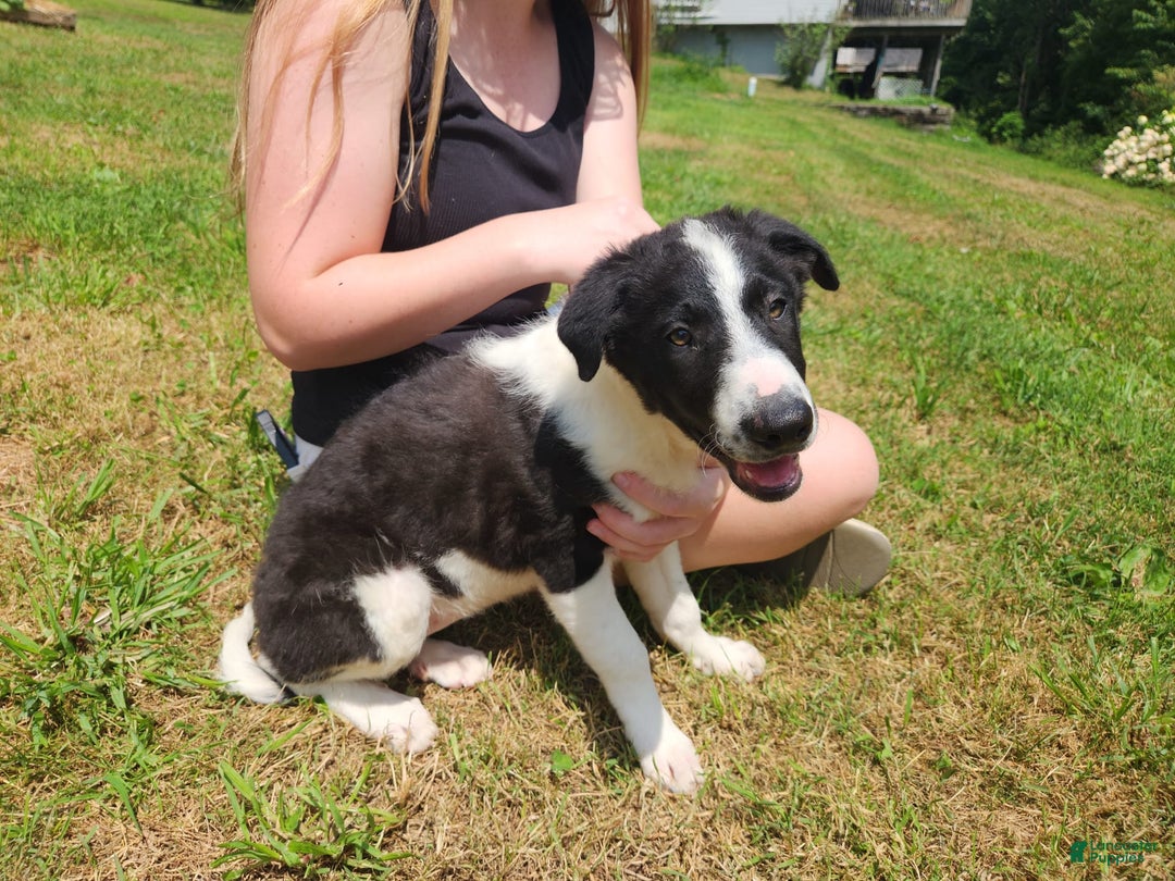 Border Collie dogs for sale: Yelena - Image 2