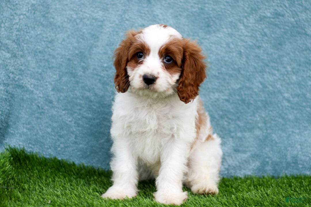 Cavapoo dogs for sale: Molly - Image 1