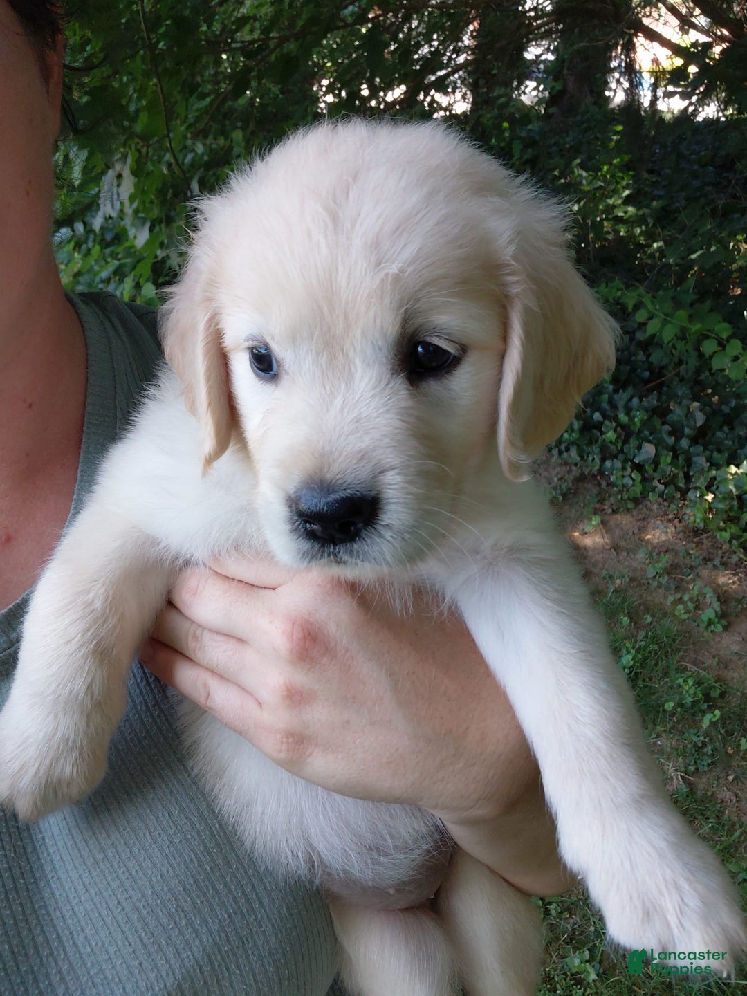 Golden Retriever dogs for sale: Pixie - Image 25