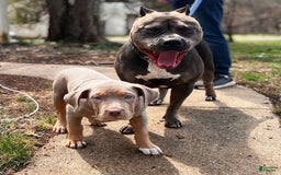 American Bully dogs for sale: Diamond - Image 12