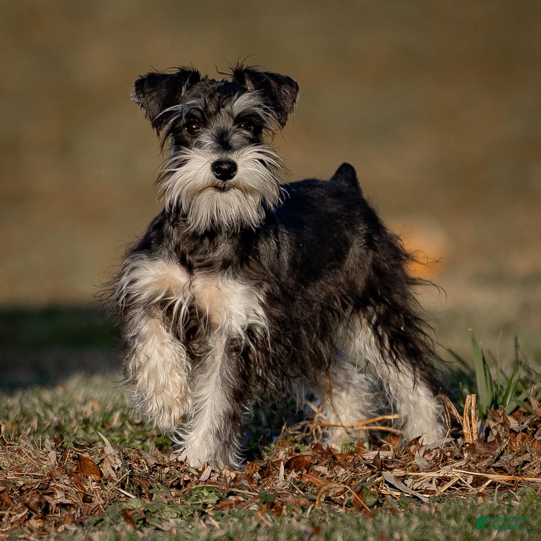 Miniature Schnauzer dogs for sale: Hugo - Image 6