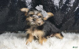 Morkie dogs for sale: Bebop - Image 1