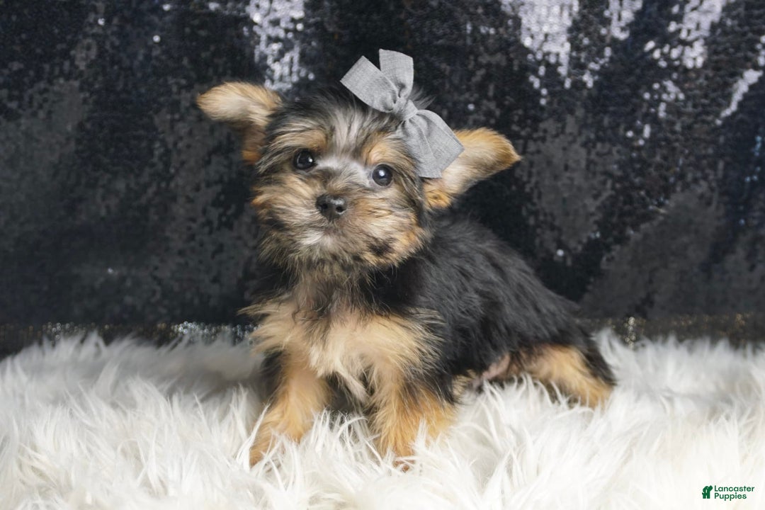 Morkie dogs for sale: Bebop - Image 1
