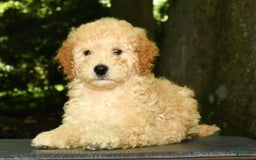 Mini Goldendoodle dogs for sale: Lincoln - Image 1