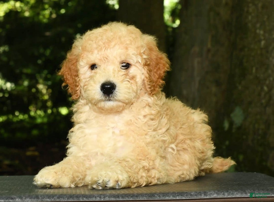 Mini Goldendoodle dogs for sale: Lincoln - Image 1