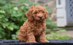 Mini Goldendoodle dogs for sale: Zelda - Image 2