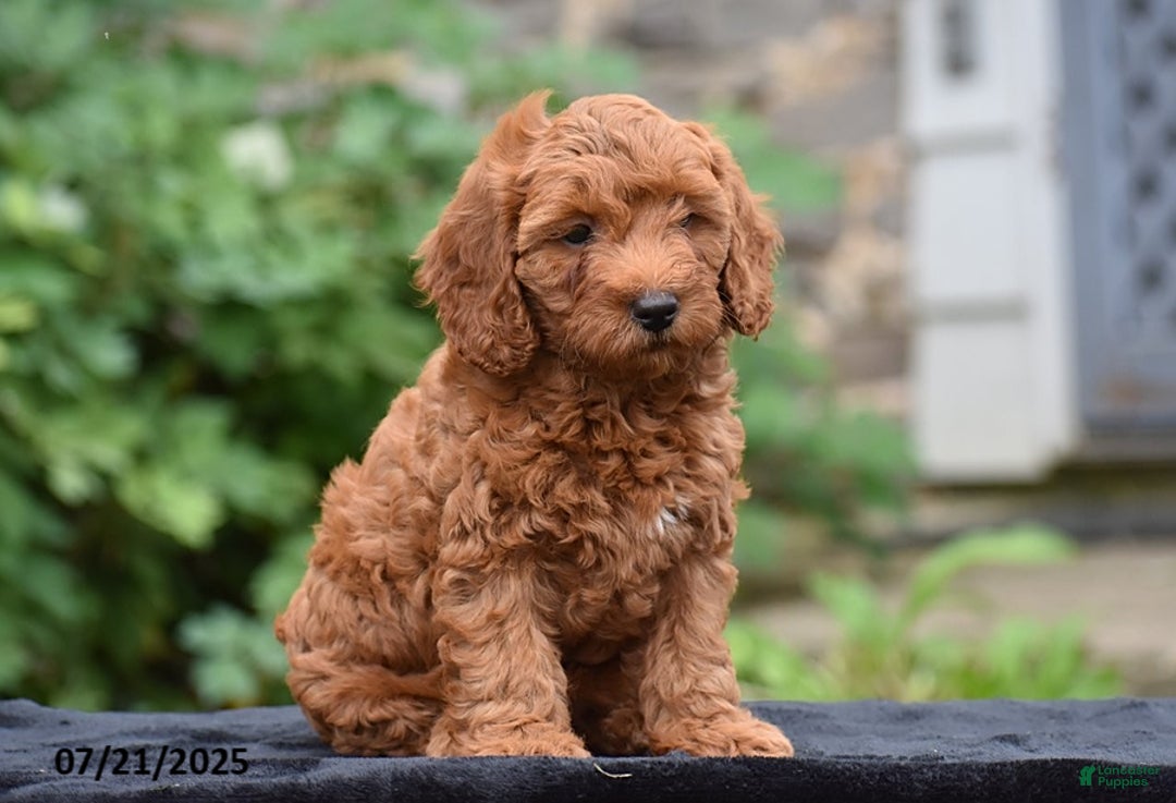 Mini Goldendoodle dogs for sale: Zelda - Image 2