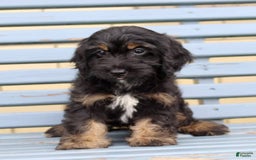 Cockapoo dogs for sale: Tulip - Image 2