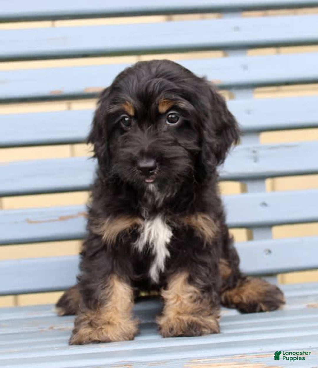 Cockapoo dogs for sale: Tulip - Image 2