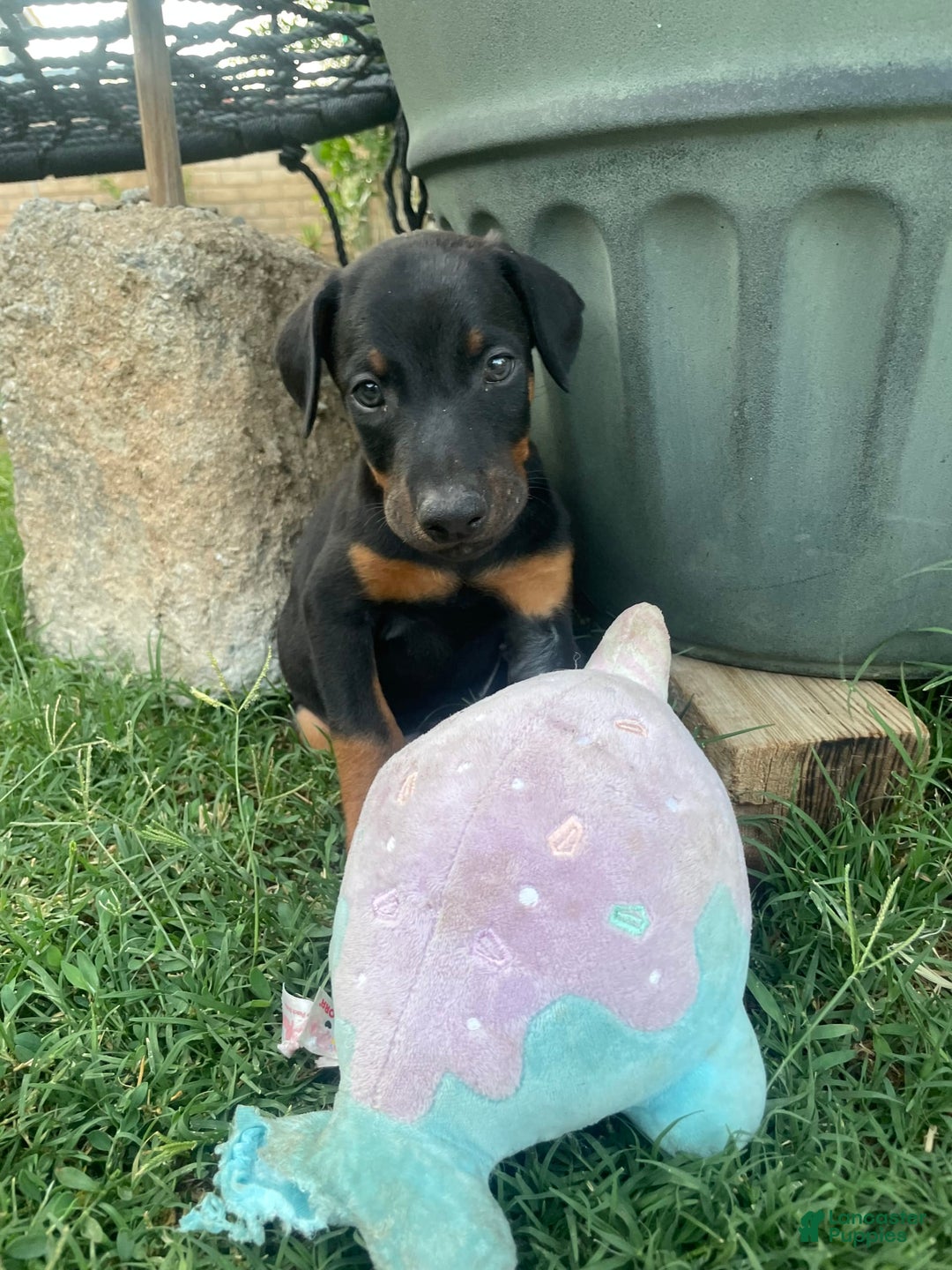 Doberman Pinscher dogs for sale: Boy 3 - Image 3