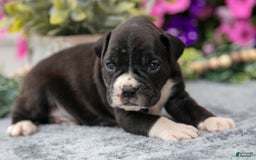 Boxer dogs for sale: Spike - Image 6
