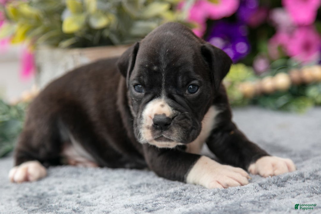 Boxer dogs for sale: Spike - Image 6
