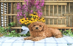 Cavapoo dogs for sale: Freya - Image 4
