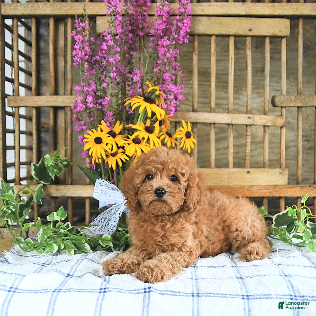 Cavapoo dogs for sale: Freya - Image 4