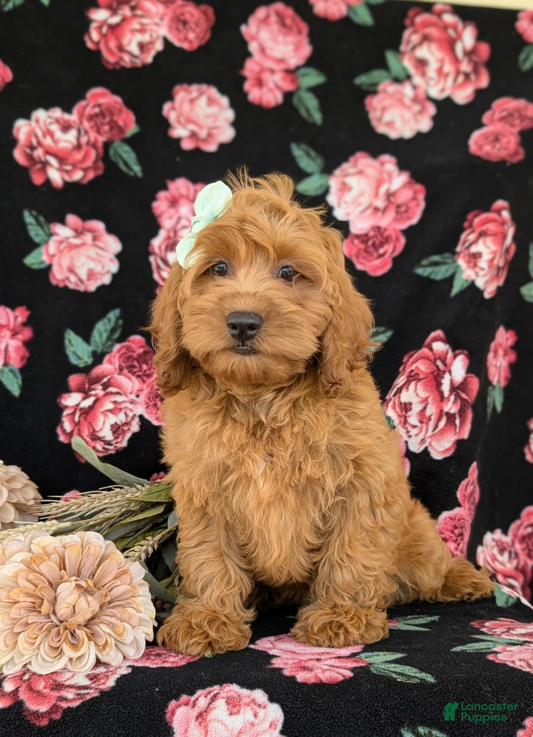 Cockapoo dogs for sale: Elisa - Image 10