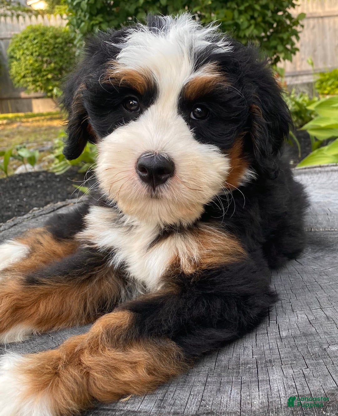 Mini Bernedoodle dogs for sale: 💚 Boston Ma 💚 Mini Bernedoodle - Image 20