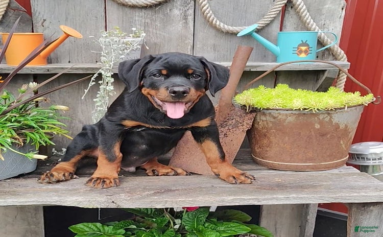 Rottweiler dogs for sale - Ad 1