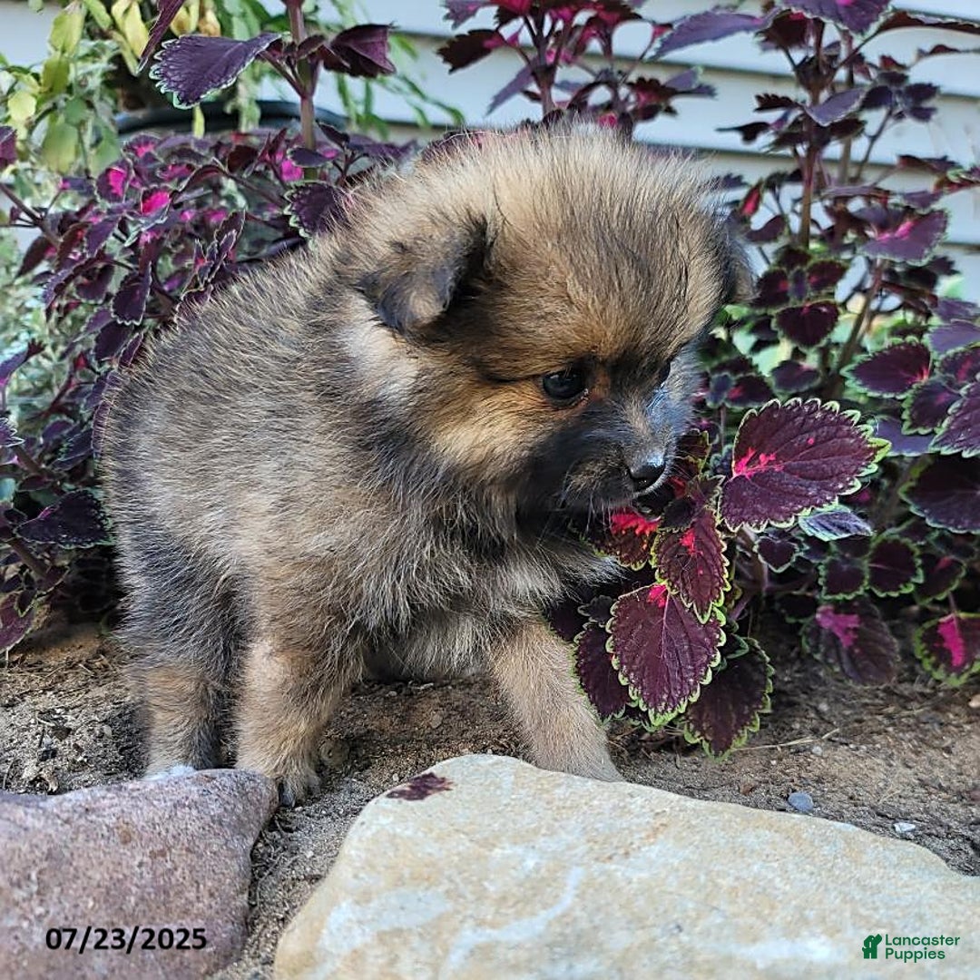 Pomeranian dogs for sale: Missy - Image 4