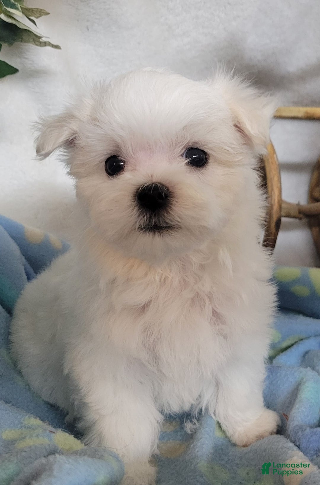 Maltese dogs for sale: Alex - Image 4