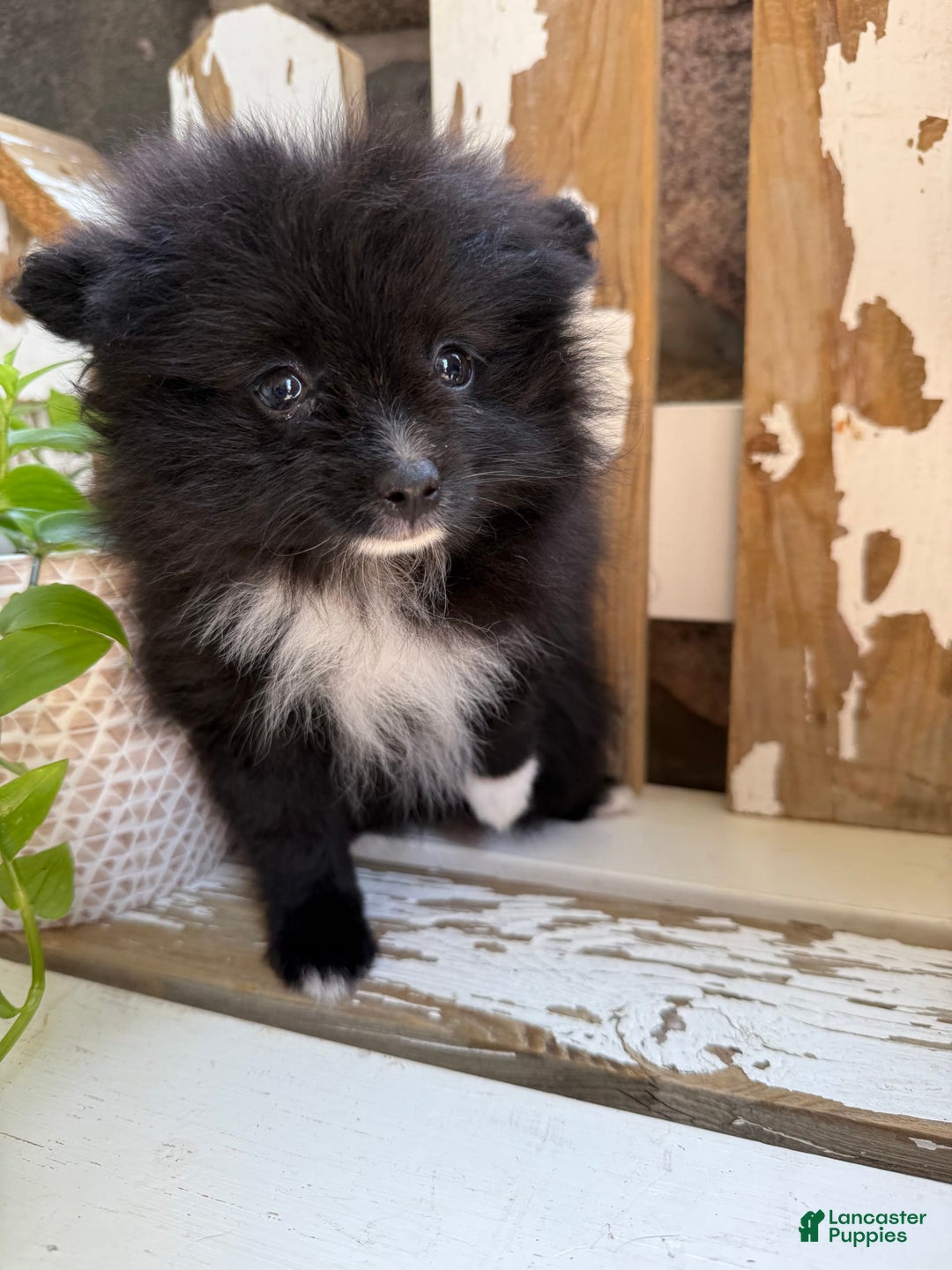 Pomeranian dogs for sale: Fluffy - Image 7