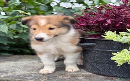 Collie dogs for sale: Albie - Image 4