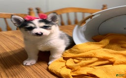 Pomsky dogs for sale: Sweet Rain - Image 21