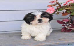 Teddy Bear dogs for sale: Lori - Image 4