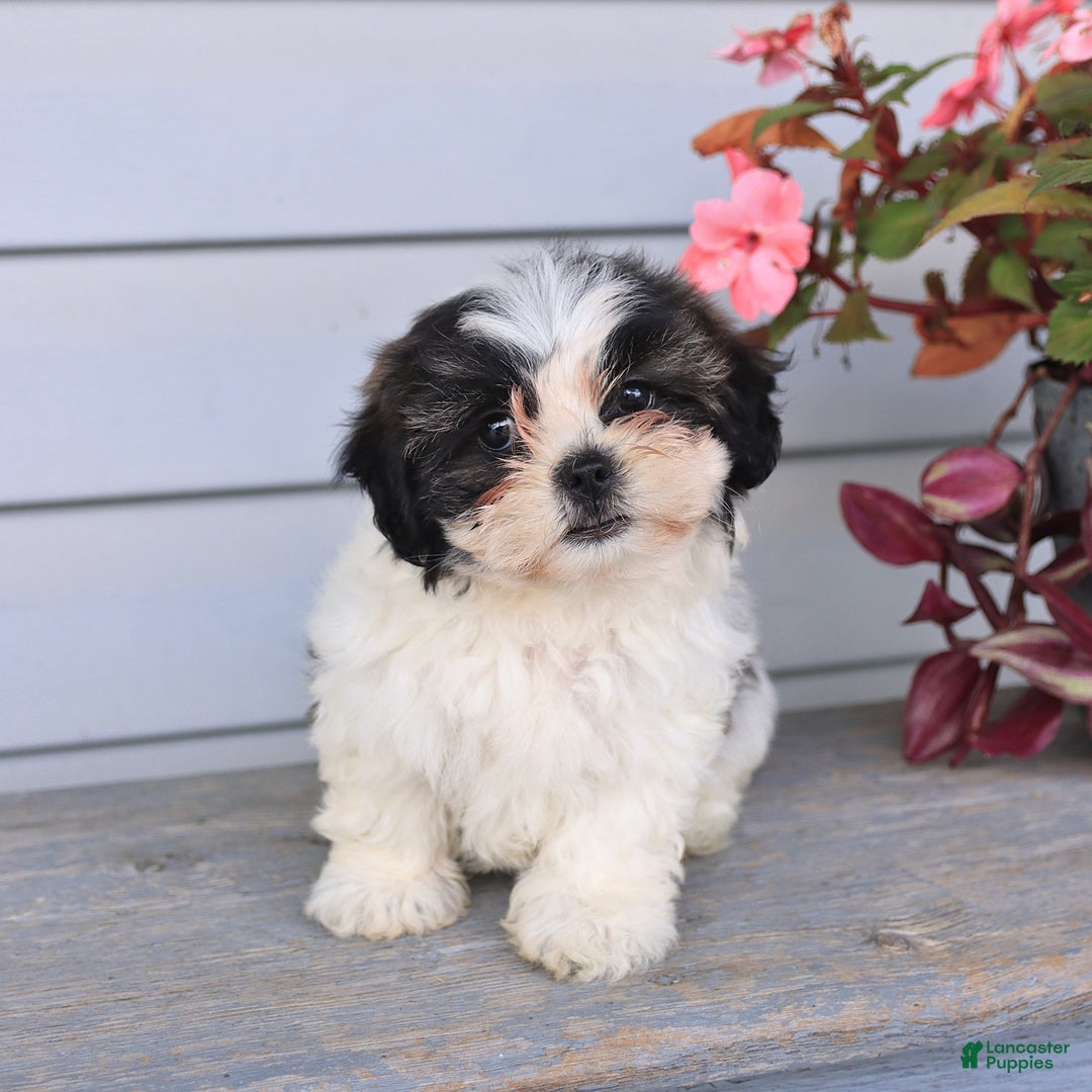 Teddy Bear dogs for sale: Lori - Image 4