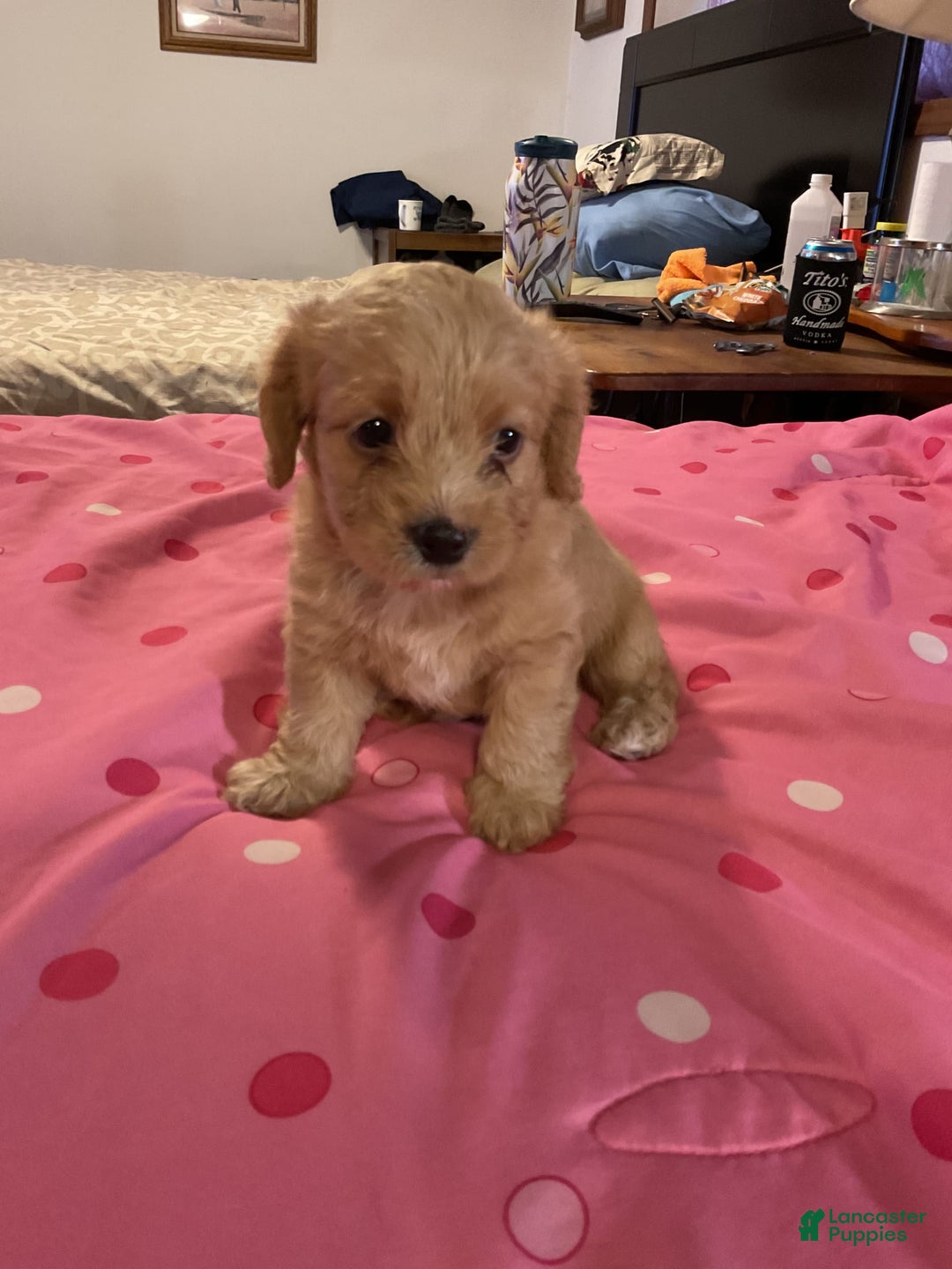 Cockapoo dogs for sale: Bonnie - Image 4