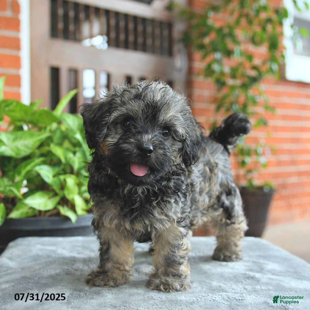 Havapoo dogs for sale: Gizmo - Image 1