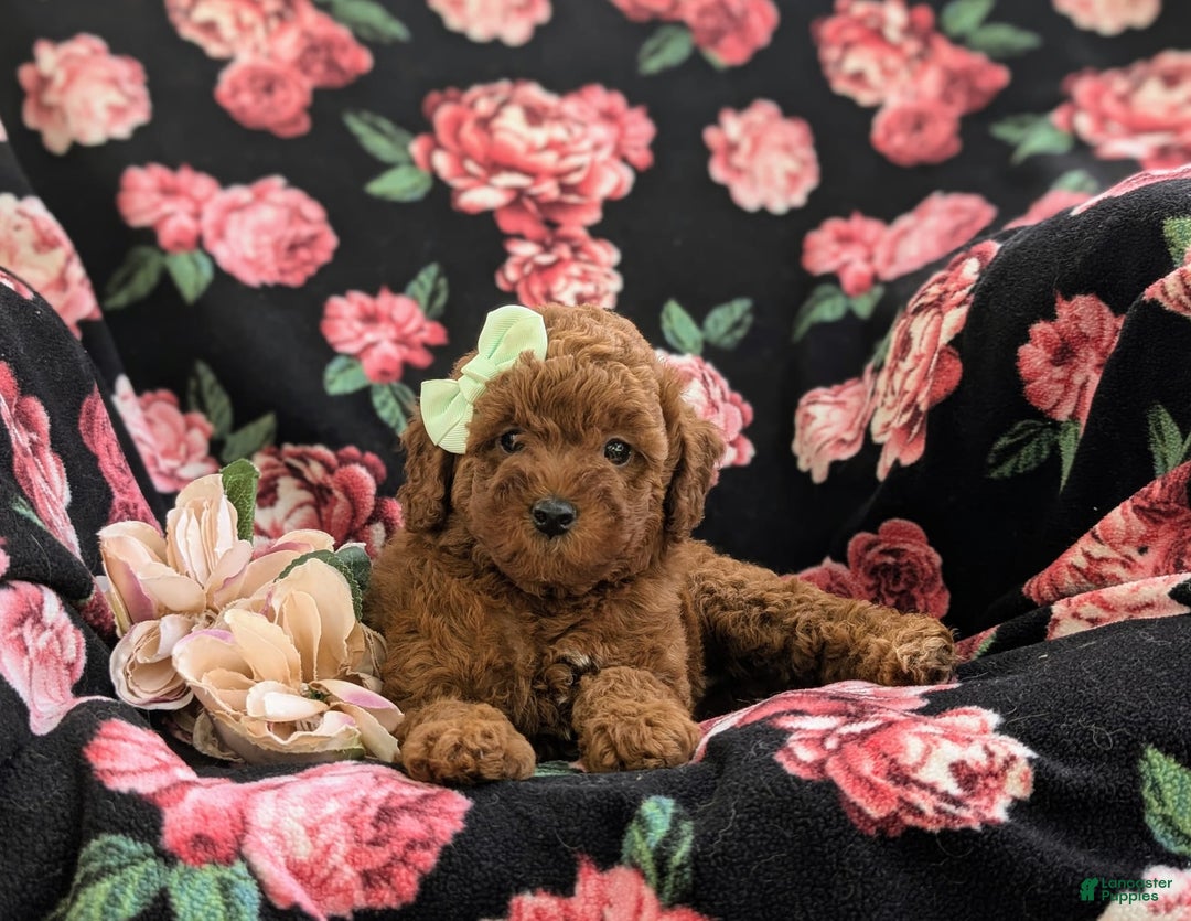 Miniature Poodle dogs for sale: Miniature Poodle 4 puppies - Image 16