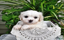 Cavachon dogs for sale: Max - Image 7